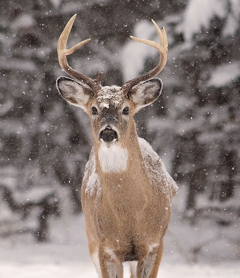 Hunting gear and supplies available at Middle Mountain Sporting Goods in Randolph County, WV